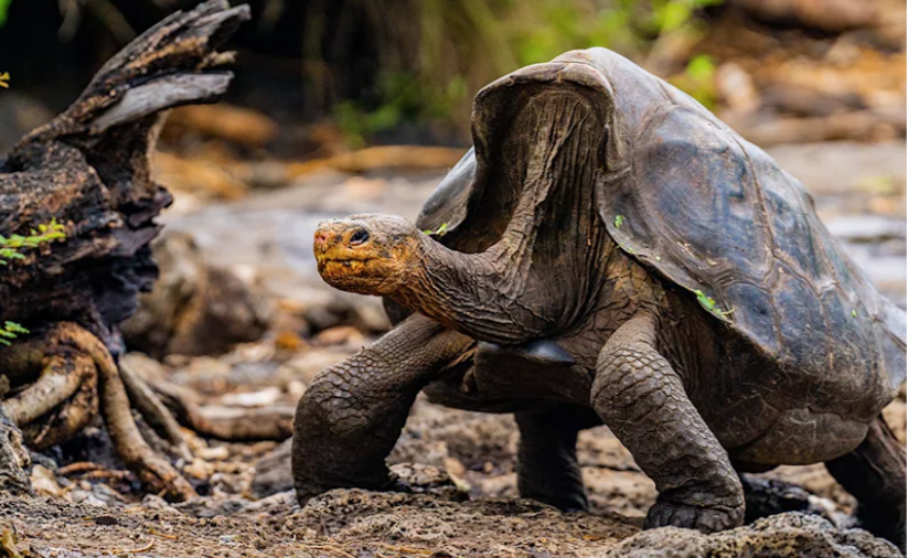 schildkröte schildkroete 1