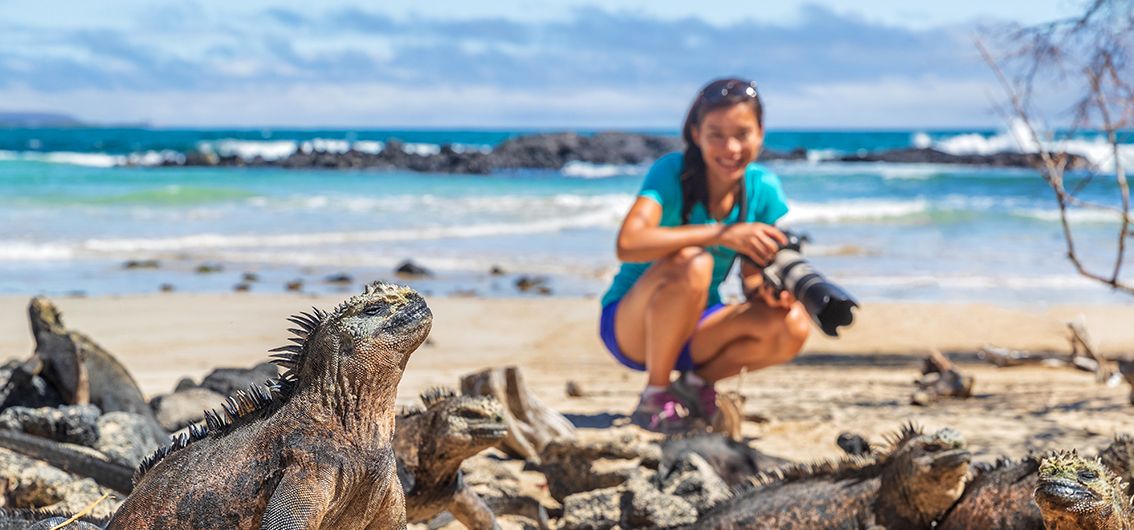 Meeresleguane-auf-der-Insel-Isabela