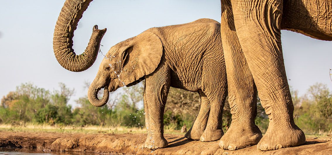 Elefanten am Wasserloch