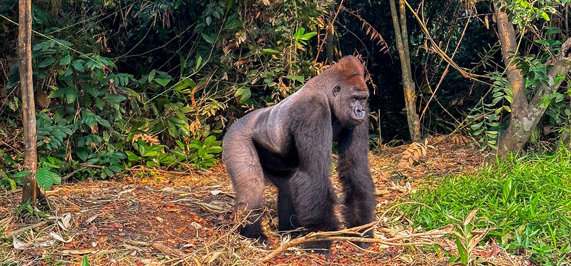 188_Flachlandgorilla-