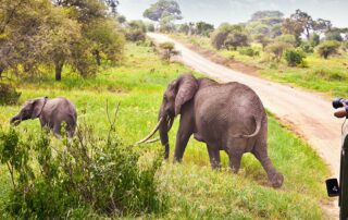 afrika auf safari 7 credit aleksandar todorovic stock.adobe