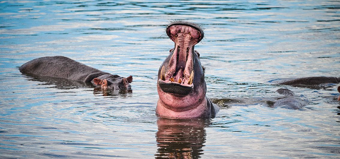 Afrika-Flusspferde-