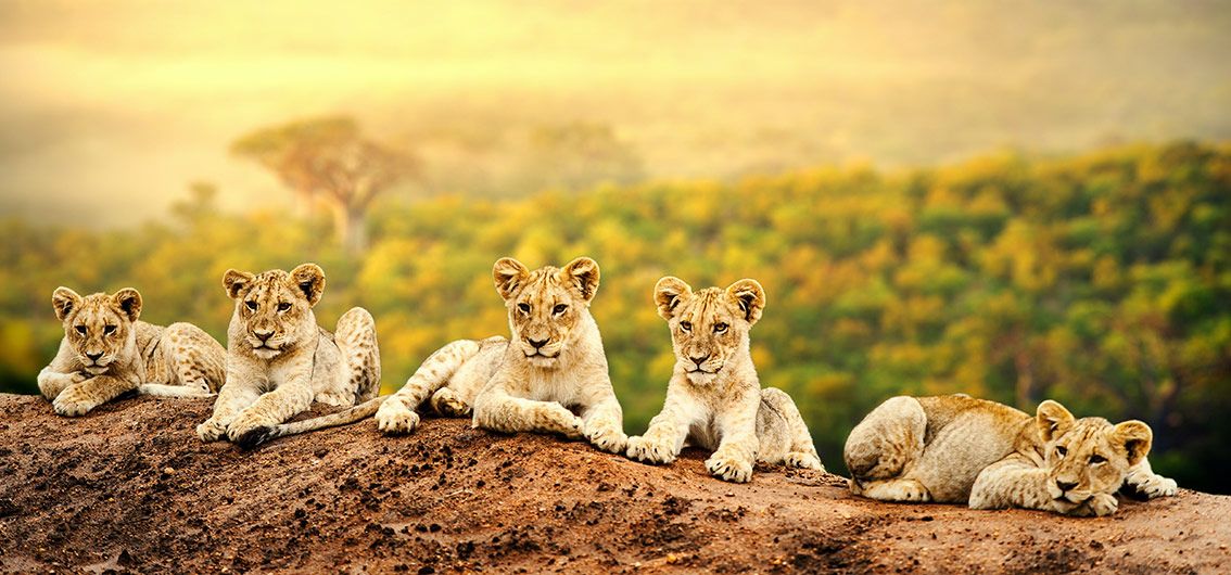 Afrika-Löwennachwuchs-