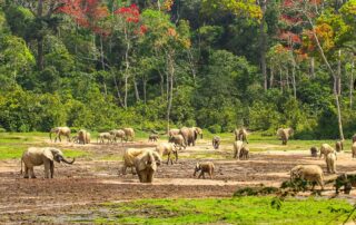 Reisen 5 elefanten dzanga sangha nationalpark 42 credit nuria ortega