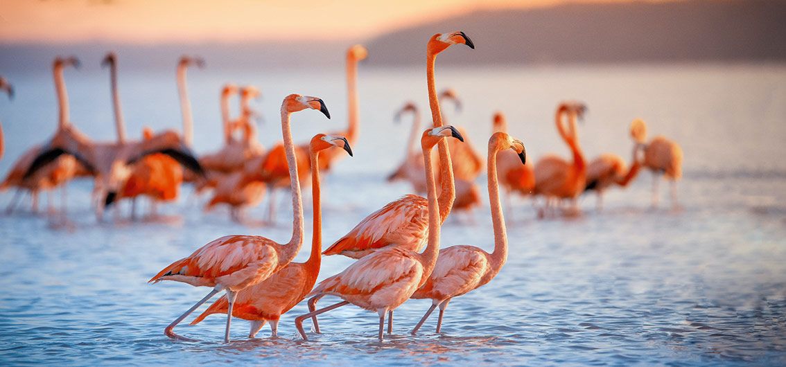 Naturparadies-Galápagos-Archipel - Flamingos