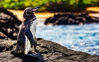 Reisen 4 gal pagos pinguin 16 credit joseph stock.adobe