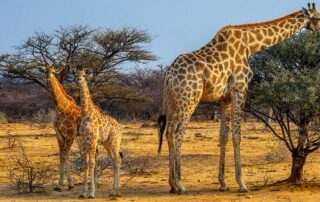 Reisen 11 giraffen im etosha nationalpark credit delphotostock stock.adobe