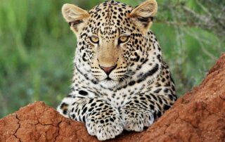 Reisen 4 leopard 068 credit okonjima nature reserve