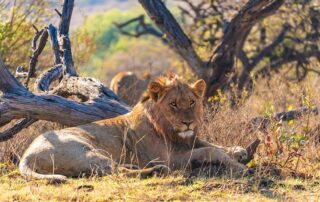 Reisen 6 loewe im nambiti wildschutzgebiet credit pierrick stock.adobe