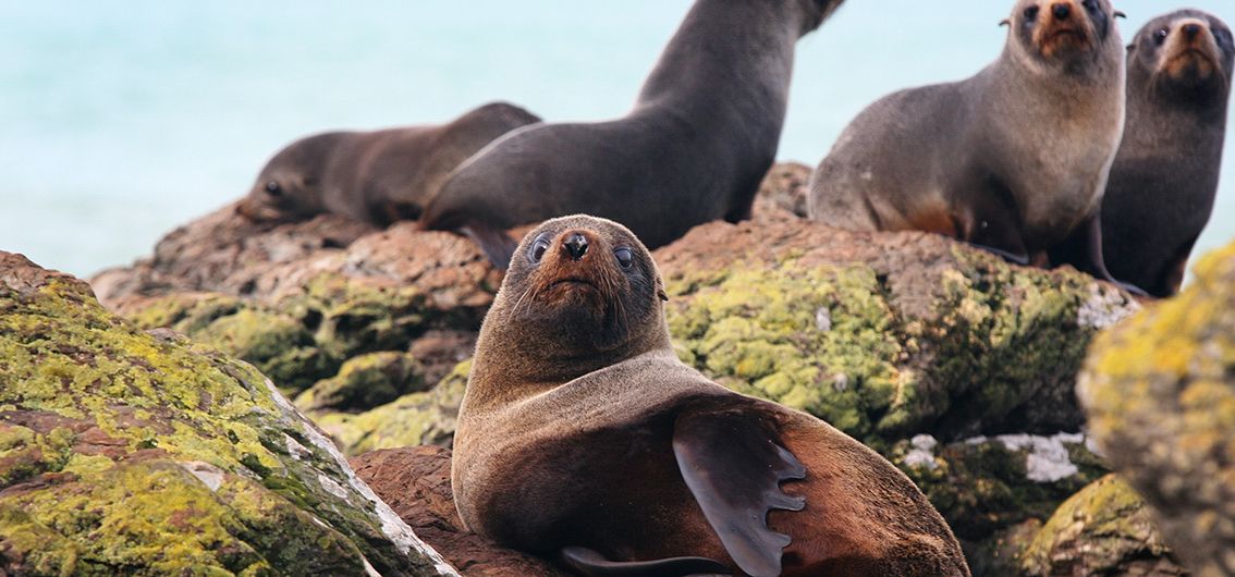 Neuseeland - Robben