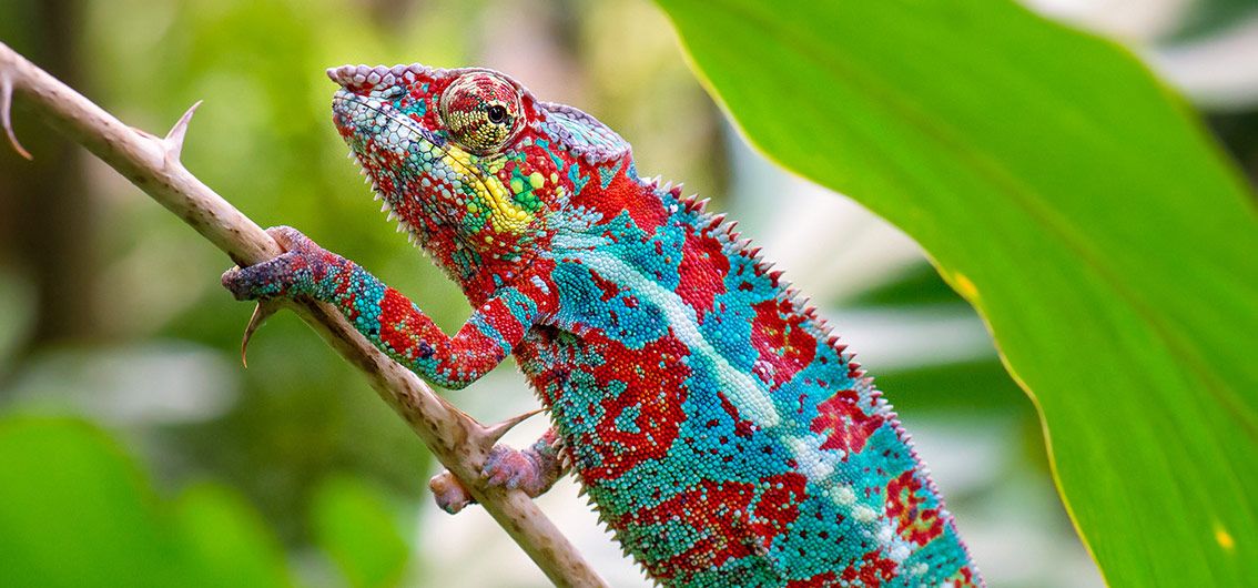 Pantherchamäleon---8---