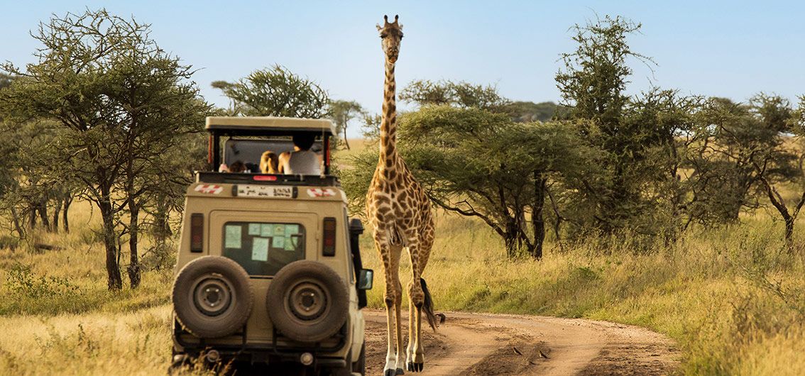 Safari-im-Serengeti-Nationalpark---10---