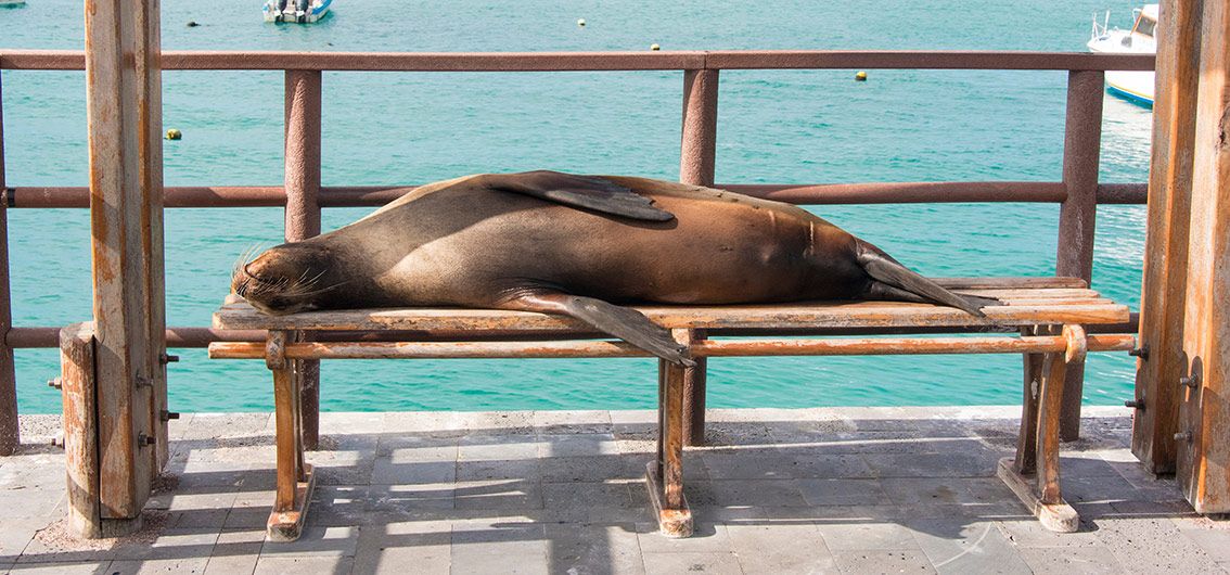 San-Cristobal - Seelöwen--