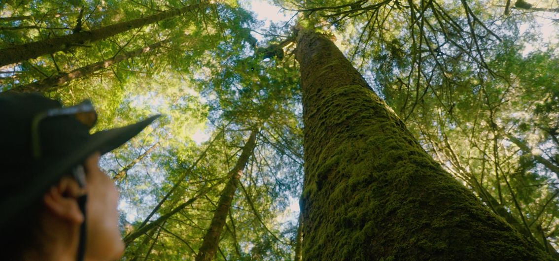 Vancouver-Island-Kreuzfahrt_Waelder_credit_Maple-Leaf-Adv