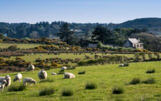 Reisen 10 willkommen im land der schafe stock.adobe .com